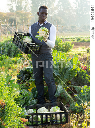 Man harvesting cauliflowers Man harvesting cauliflowers 49401644