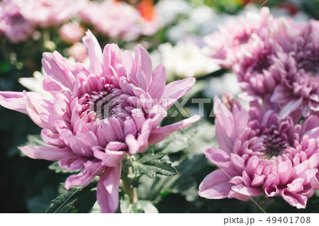 Pink chrysanthemum flower in the garden with blur Pink chrysanthemum flower in the garden with blur 49401708