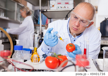 Geneticist injecting additives into tomatoes 49401736