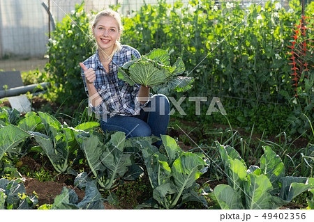 Woman harvesting cabbage 49402356