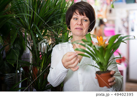 Customer choosing bromelia Customer choosing bromelia 49402395