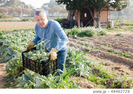 Professional gardener holding crate with artichokes in garden outdoor 49402729