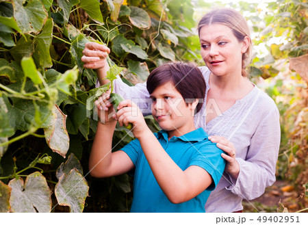 Woman gardener picking cucumbers with little boy together in sunny garden 49402951
