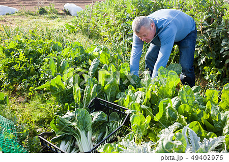 Portrait of man horticulturist picking mangold in sunny garden 49402976