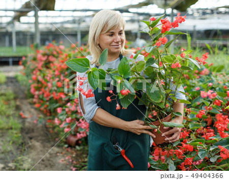Female gardener working with red begonia plants in pots in greenhouse Female gardener working with red begonia plants in pots in greenhouse 49404366