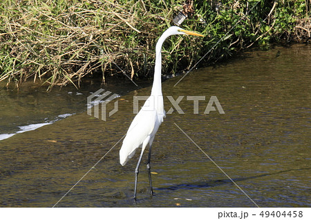 ダイサギ２ 49404458