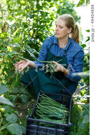 Woman harvesting green beans Woman harvesting green beans 49404698