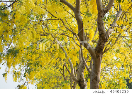 Cassia fistula, known as golden rain tree 49405259