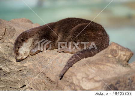 コツメカワウソ コツメカワウソ 49405858