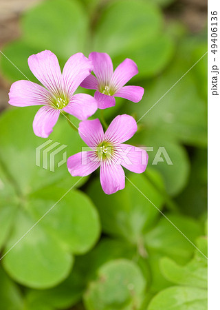 紫酢漿草 ムラサキカタバミ (学名 Oxalis corymbosa) 紫酢漿草 ムラサキカタバミ (学名 Oxalis corymbosa) 49406136