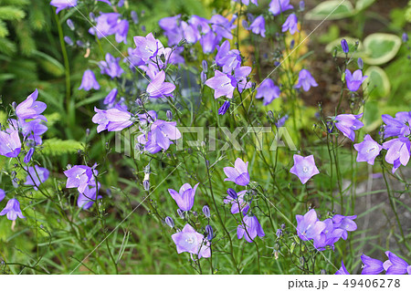 繊細で可憐なイトシャジン 繊細で可憐なイトシャジン 49406278