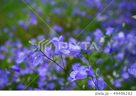 繊細で可憐なイトシャジン 49406282