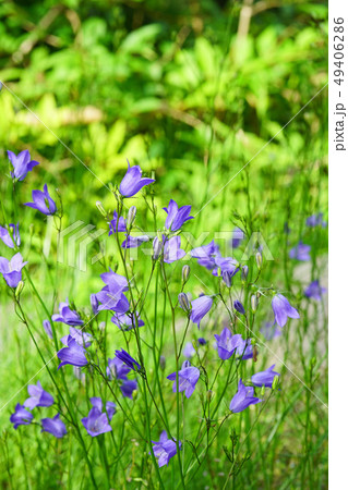 繊細で可憐なイトシャジン 49406286