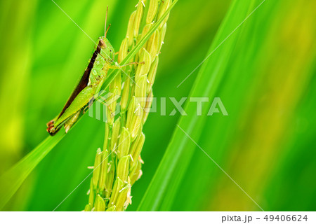 Macro view of rice grasshopper lives Macro view of rice grasshopper lives 49406624