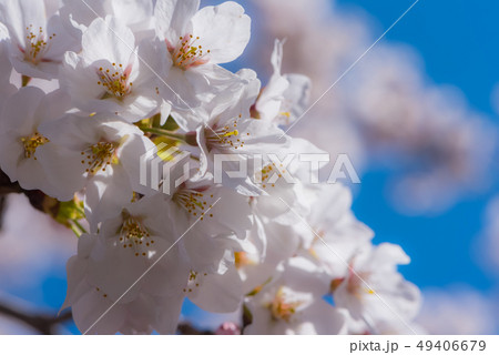 桜02 桜02 49406679