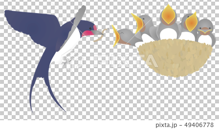 Blue background with swallow parent and child 49406778