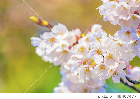 京都 清水寺境内の桜 京都 清水寺境内の桜 49407477