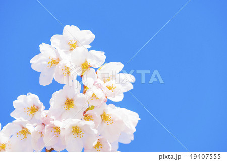 京都 清水寺境内の桜 京都 清水寺境内の桜 49407555