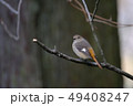 小鳥 49408247