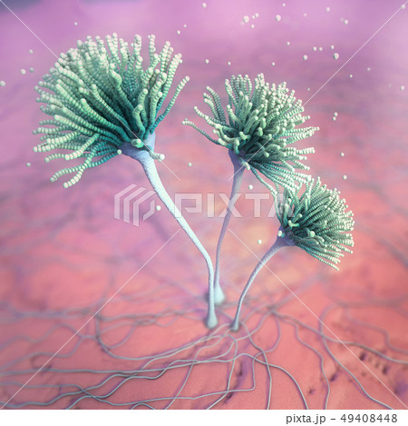 Microscopic image of growing molds or mold fungus Microscopic image of growing molds or mold fungus 49408448