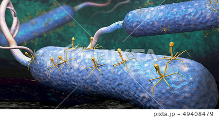 Bacteriophage or phage virus  49408479
