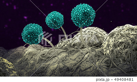 Three mold spores growing on mildew Three mold spores growing on mildew 49408481