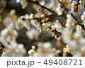 梅の花 49408721