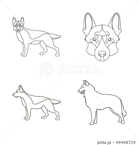 Isolated object of and sheepdog symbol. Collection of and german stock vector illustration. Isolated object of and sheepdog symbol. Collection of and german stock vector illustration. 49408729