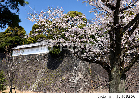 皇居 乾通りの桜 皇居 乾通りの桜 49409256