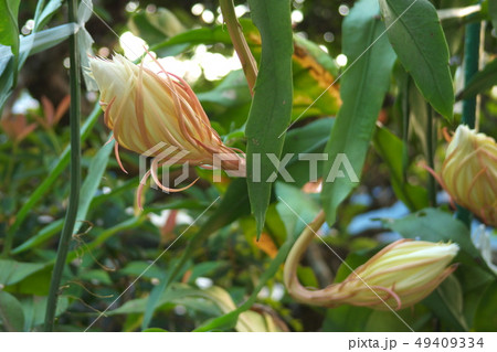月下美人の蕾 夕方 月下美人の蕾 夕方 49409334