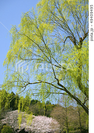 新緑 49409495