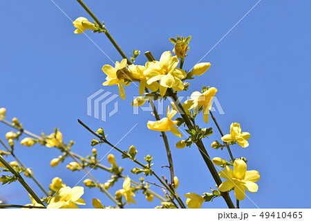 オウバイモドキ（黄梅擬） 49410465