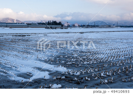 雪の中に埋もれたキャベツ畑の風景 49410693