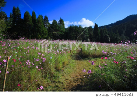 とよのコスモスの里/大阪府豊能郡豊能町 49411033