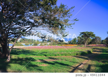 武庫川髭の渡しコスモス園(むこがわひげのわたしこすもすえん)約550万本 武庫川髭の渡しコスモス園(むこがわひげのわたしこすもすえん)約550万本 49411044
