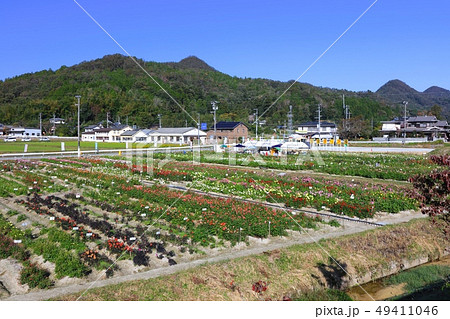 宝塚ダリア園/約300品種2万本にもおよぶ日本有数のダリアの生産地/上佐曽利地区 宝塚ダリア園/約300品種2万本にもおよぶ日本有数のダリアの生産地/上佐曽利地区 49411046