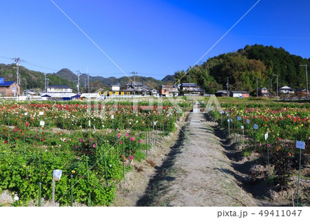宝塚ダリア園/約300品種2万本にもおよぶ日本有数のダリアの生産地/上佐曽利地区 49411047