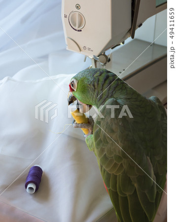 Parrot holds a coil of thread and helps to sew. 49411659