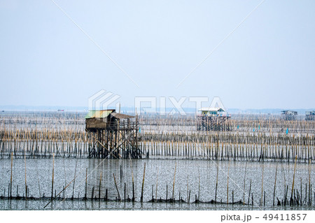 Mussel farm in sea along the mangrove forest Mussel farm in sea along the mangrove forest 49411857