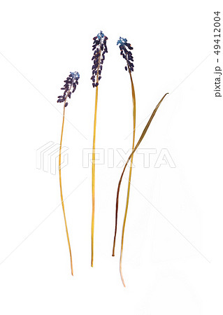 Pressed and dried summer spring blue flower 49412004