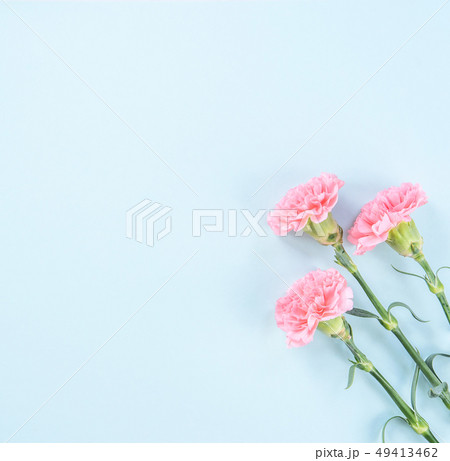 カーネーション ハマナデシコ 花 49413462