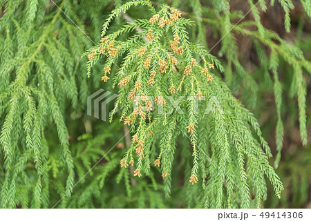 杉 スギ スギの葉 雄花 花粉の写真素材