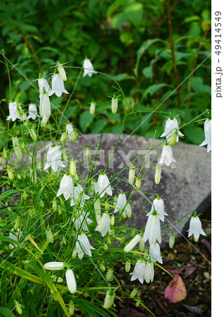 繊細で可憐な白花イトシャジン 49414549