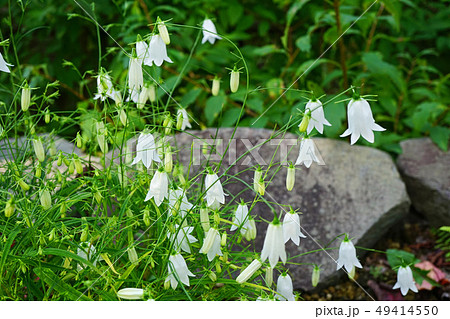 繊細で可憐な白花イトシャジン 49414550