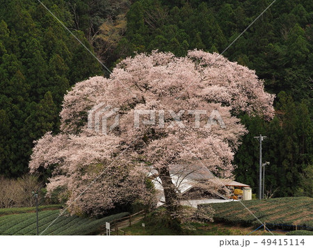 満開の水目桜 満開の水目桜 49415114