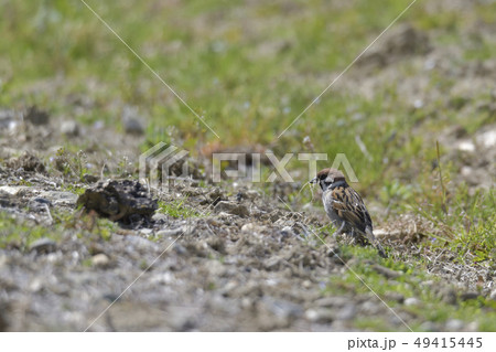 巣材を銜えるスズメ 49415445