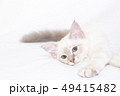 寝そべる白い仔猫 49415482
