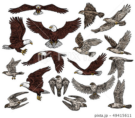 Birds Of Prey Predatory Eagle And Hawk Falconsのイラスト素材