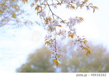 山桜 49416162