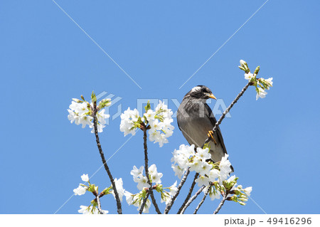 ムクドリ 49416296